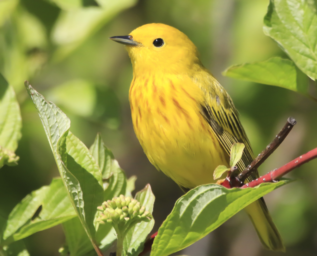 Bird Watching - Birding in Northeast Ohio at Lake Metroparks | Lake ...