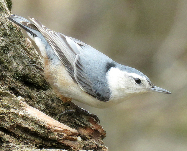 Bird Watching - Birding in Northeast Ohio at Lake Metroparks | Lake ...