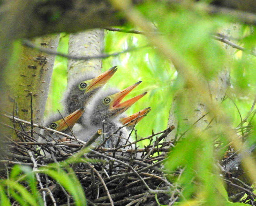 Wildlife • Baby green herons in nest • photo by Jen Beck
