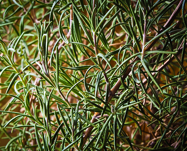 Rosemary Sage Parsley and Thyme - The Peppermill