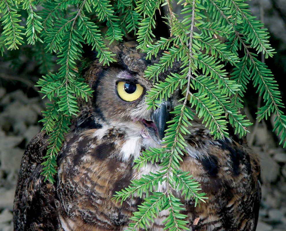Kevin P. Clinton Wildlife Center, Penitentiary Glen Reservation, wildlife rehab, Great horned owl