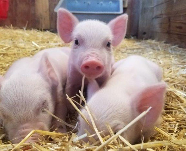 Lake Metroparks Farmpark - Family Science and Cultural Farming Center ...