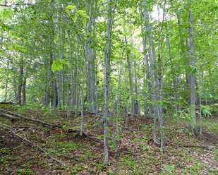 American Beech: <br>A Valuable Tree for Wildlife