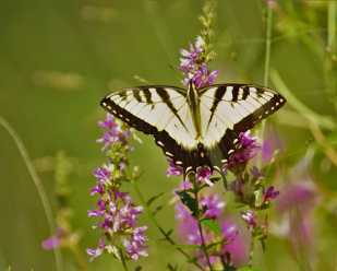 Butterflies: Delicate & Beautiful