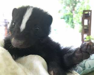 Getting to Know Striped Skunks