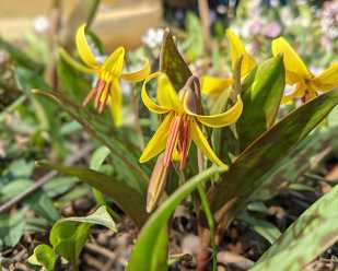 Trout Lily: What’s in a Name?
