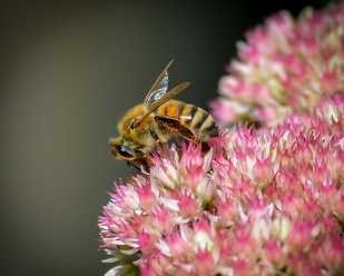 Amazing Pollinators