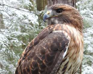 Getting to Know Red-tailed Hawks