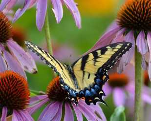 Fall is the Time to Plant <br>a Pollinator Garden