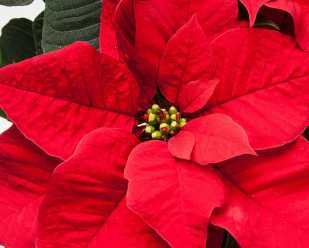 Poinsettias: Holiday Symbols <br>from the Garden