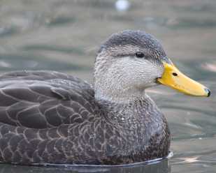 Winter Waterfowl Part One: <br>Dabbling Ducks