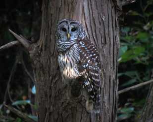 Owls of Ohio