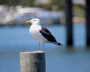 Identifying Gulls