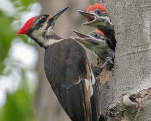 Woodpeckers of Ohio