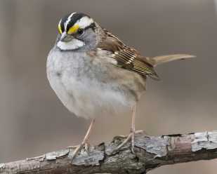 Identifying Sparrows <br>During Fall Migration