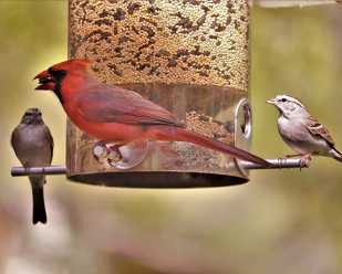 Tips for Feeding Birds this Winter