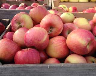 Apple Harvest Weekend