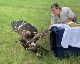 Eagle with Avian Pox Rehabilitated & Released