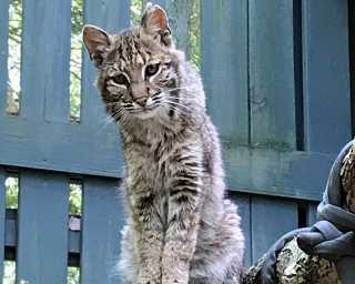 Two More Bobcats Released