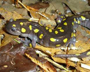 Mole Salamander Migration