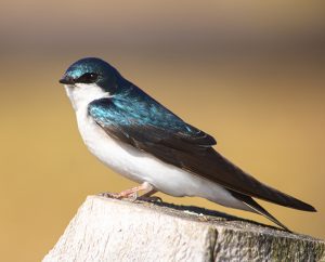 Swifts & Swallows | Lake Metroparks